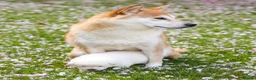 Japanese Shiba Inu dogs for sale: Kiba the Shiba  in Salford - Advert 11