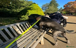 Cane Corso dogs for stud: Kain - For Stud - Image 8