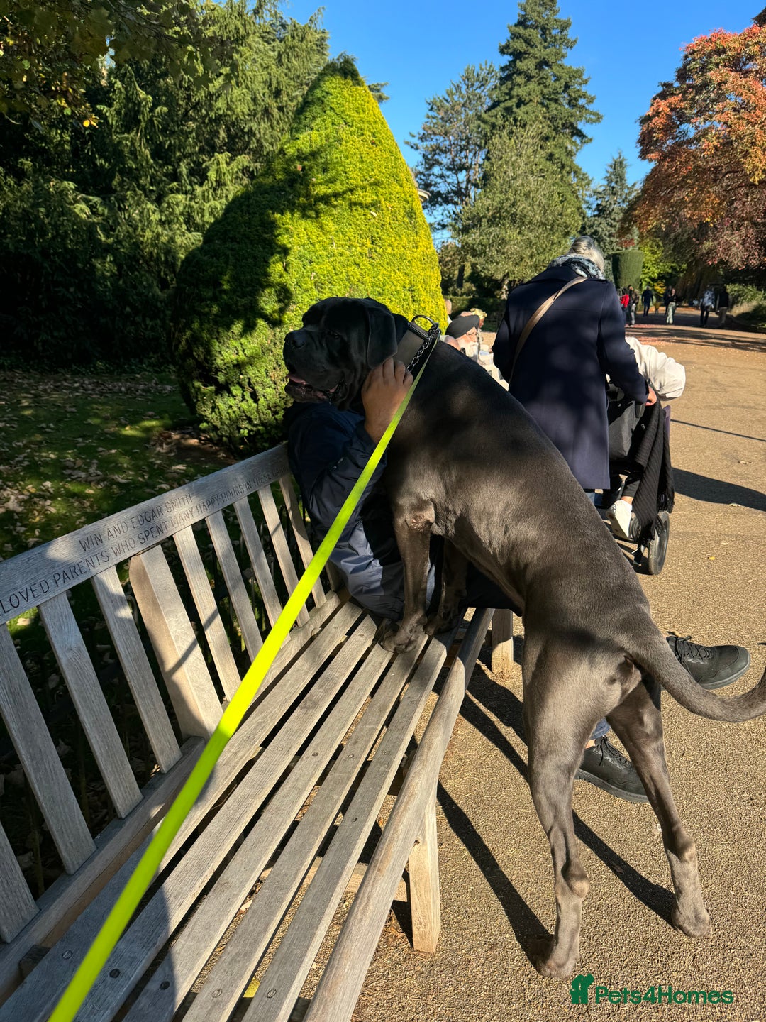 Cane Corso dogs for stud: Kain - For Stud - Image 8