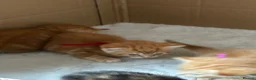 Domestic Shorthair cats for sale: Kittens for sale  - Advert 7