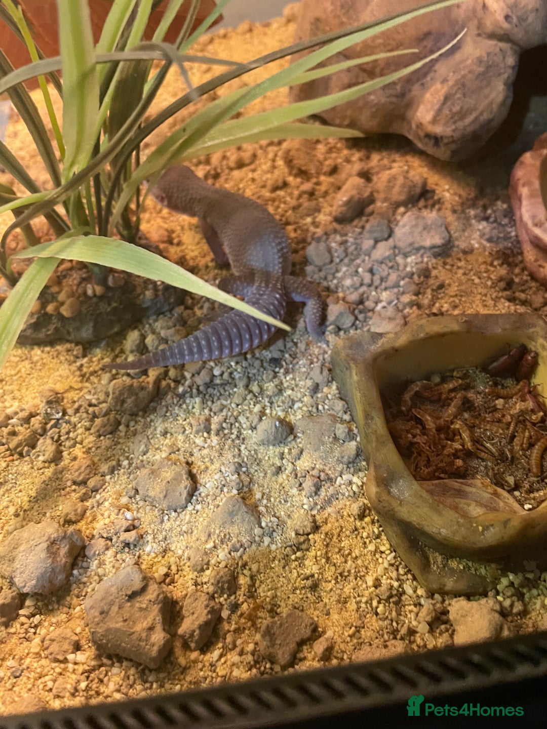 Gecko reptiles for sale: 1 Lily whiteNew baby geckos ready msg for new pics - Advert 6