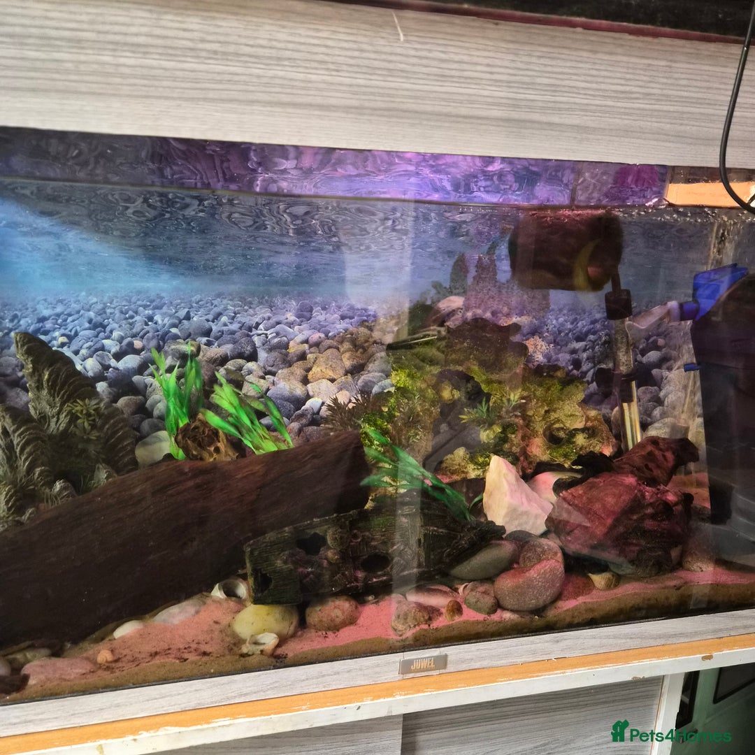 Loaches fish for sale: Tropical aquarium plus fish, Shrimp and snails - Advert 2