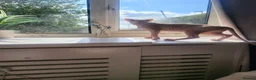 Sphynx cats for sale: Last Canadian sphynx looking for a loving home  - Advert 31