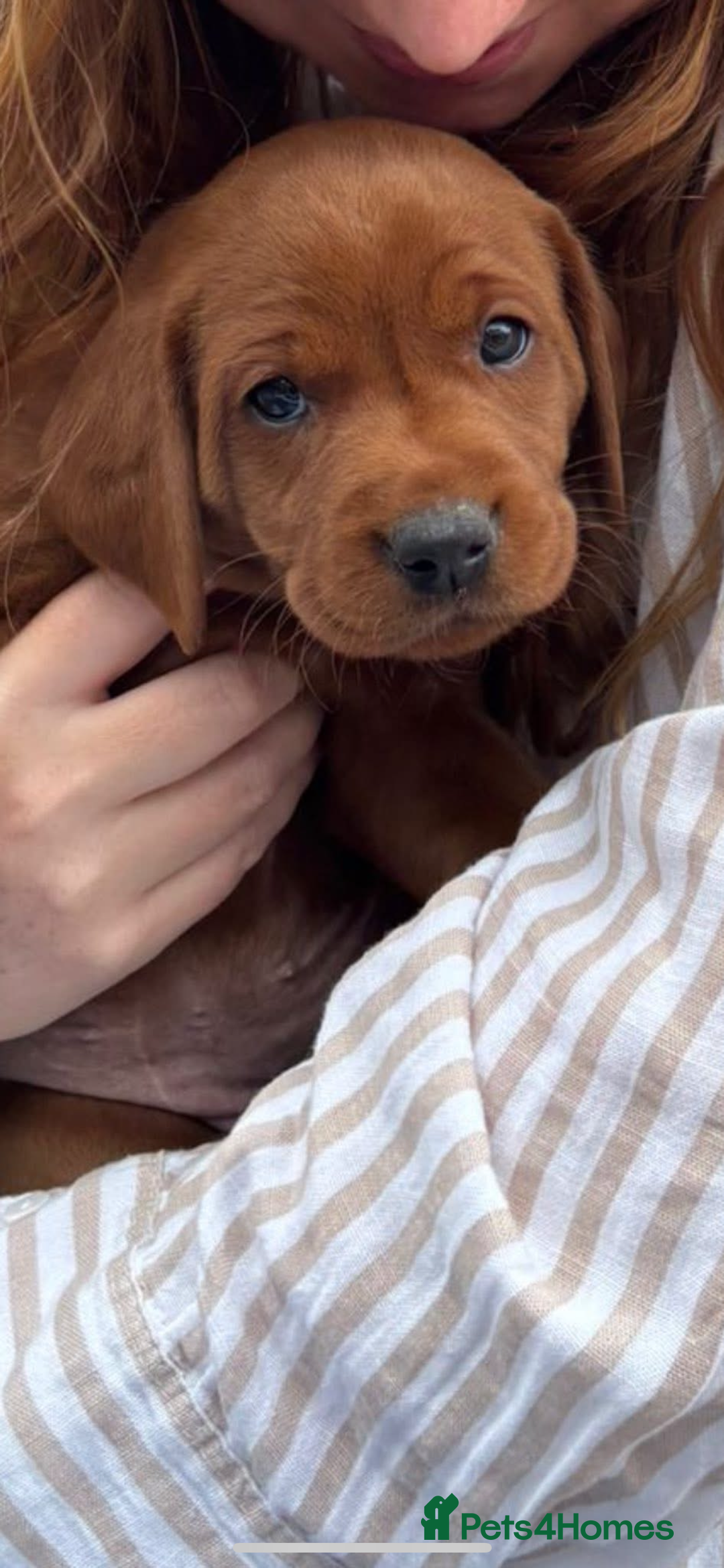 Labrador Retriever dogs for sale: Very dark Fox Red Labrador puppies - Image 12