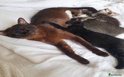 Tonkinese cats for sale: Beautiful Burmese X Baby - Image 5