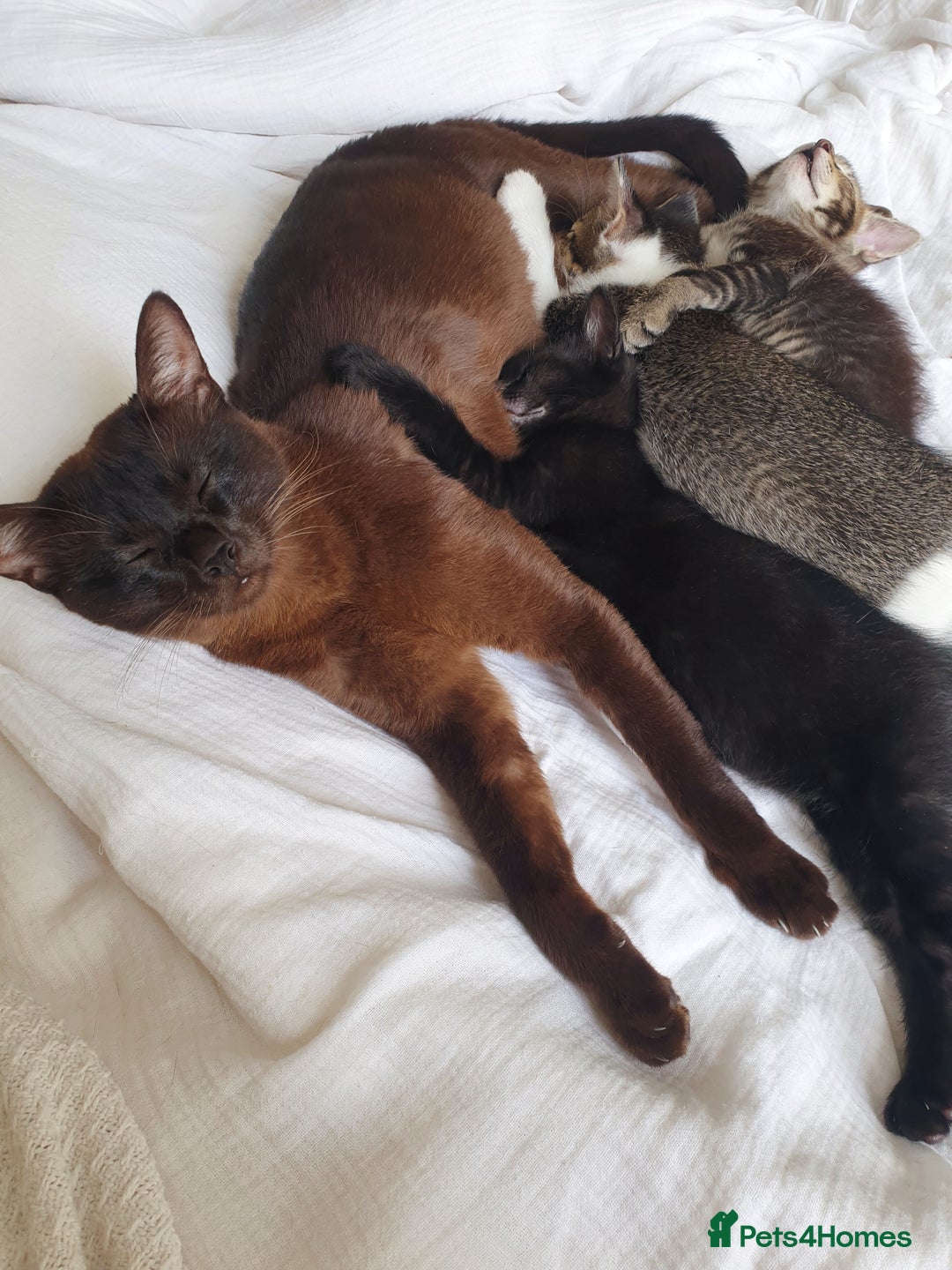 Tonkinese cats for sale: Beautiful Burmese X Baby - Image 5