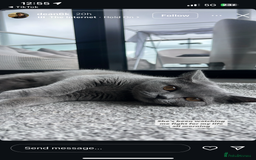 Scottish Fold cats for sale: Scottish Fold Grey Cat - Image 5