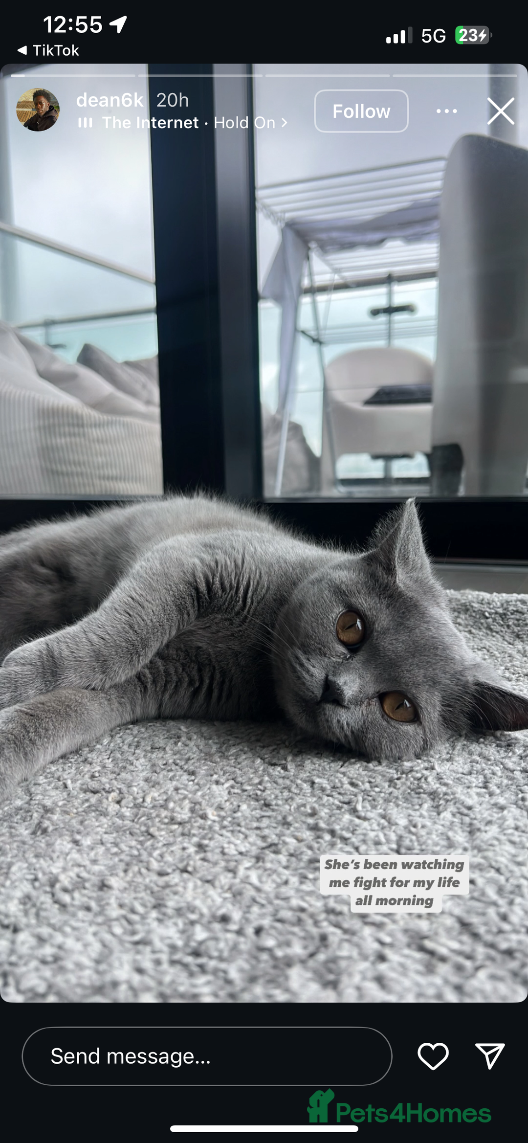 Scottish Fold cats for sale: Scottish Fold Grey Cat - Image 5