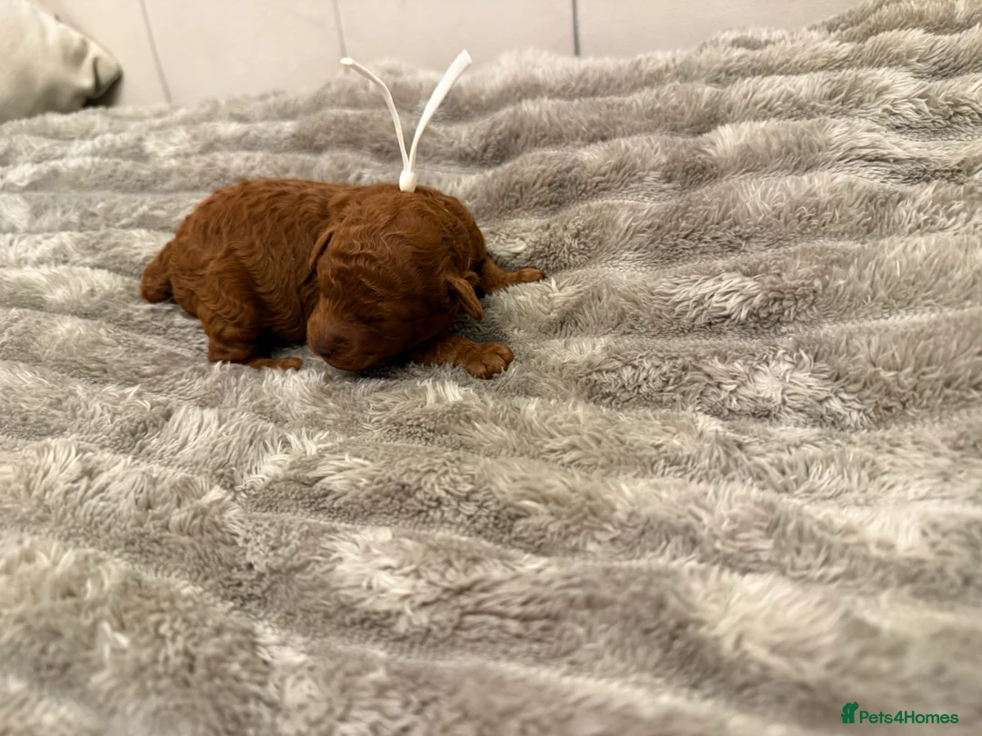 Cavapoo dogs for sale: Beautiful litter of 8 Cavapoos  - Advert 2