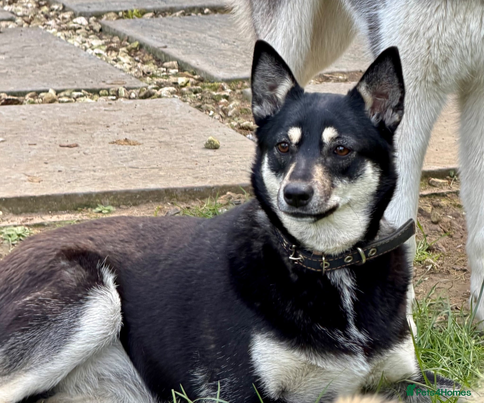 German Shepherd dogs 🐾 JULIA – German Shepherd (Female) - Advert 17