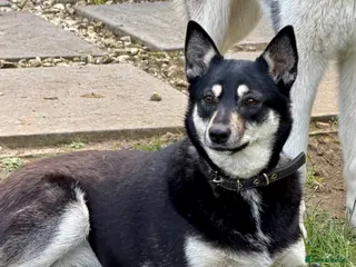 German Shepherd dogs 🐾 JULIA – German Shepherd (Female) - Advert 17