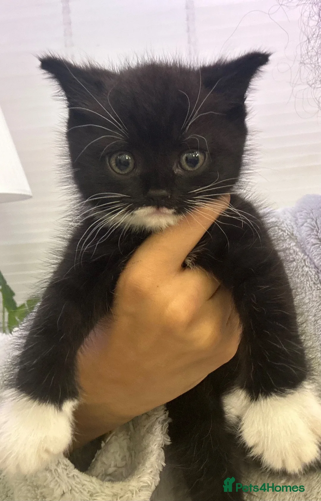 Mixed Breed cats for sale: mixed breed tuxedo kittens - 1 male and female - Advert 13