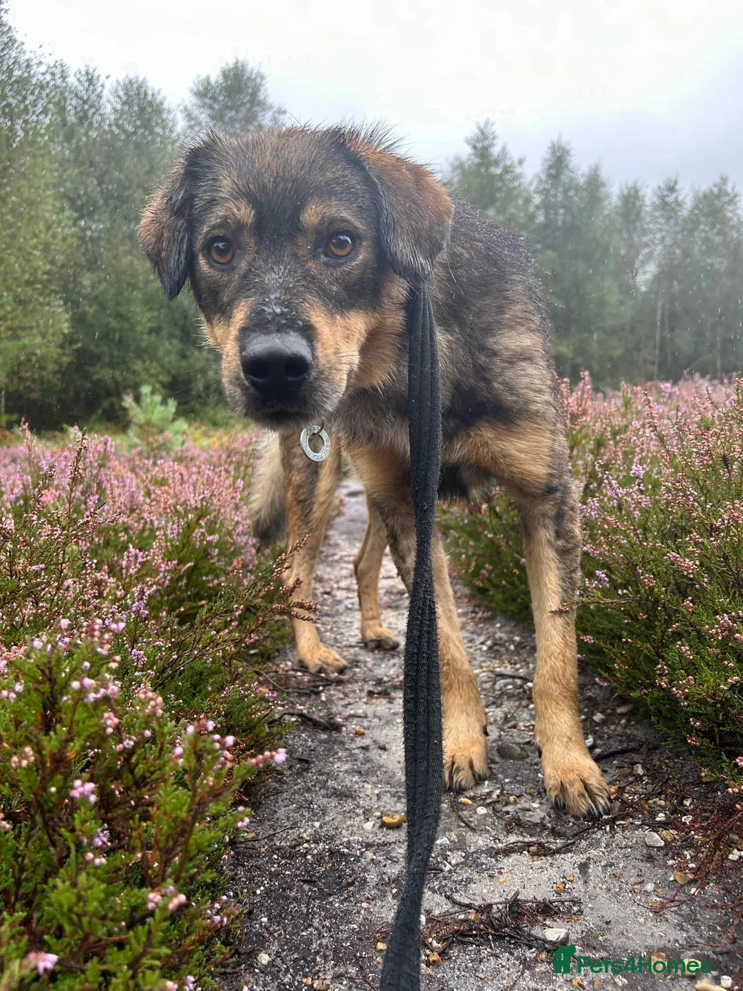 Mixed Breed dogs for adoption: Hovis - Norwich Norfolk  in Norwich - Advert 24