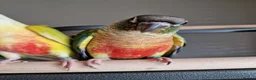 Conures birds for sale: Beautiful fully hand reared conures  - Advert 12