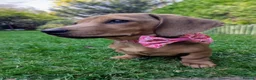Miniature Dachshund dogs for sale: 6 month old female miniature dachshund  - Advert 3