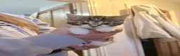 Mixed Breed cats for sale: Cute fluffy kittens  - Advert 8
