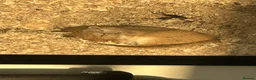 Gerbil rodents for sale: Two female gerbils in London - Advert 4
