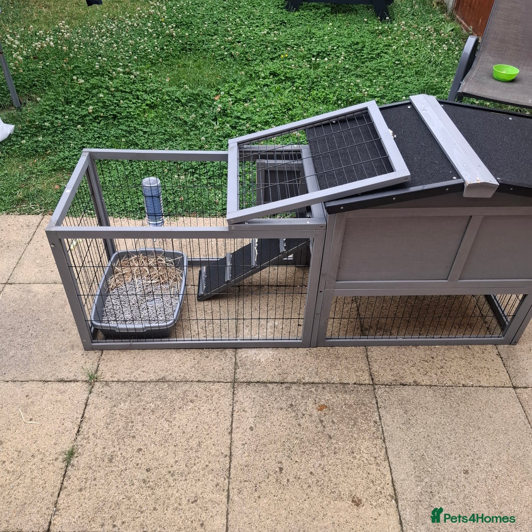 Mini Lop rabbits for sale: Baby minilop rabbit 9 weeks - Image 7