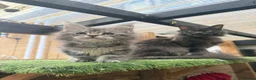 Maine Coon cats for sale: Blue smoke kittens from champion blood line - Advert 10