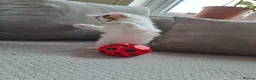 Mixed Breed cats for sale: Beautiful, Fully Litter-Trained Kittens Ready Now - Advert 5