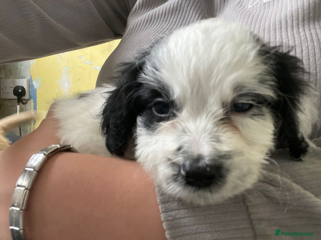 Mixed Breed dogs for sale: Two male cocker spaniel/shih tzu pups - Image 7