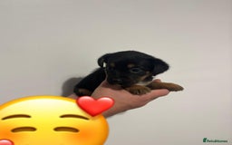 Jack Russell dogs for sale: Jack Russell Puppies  - Image 8