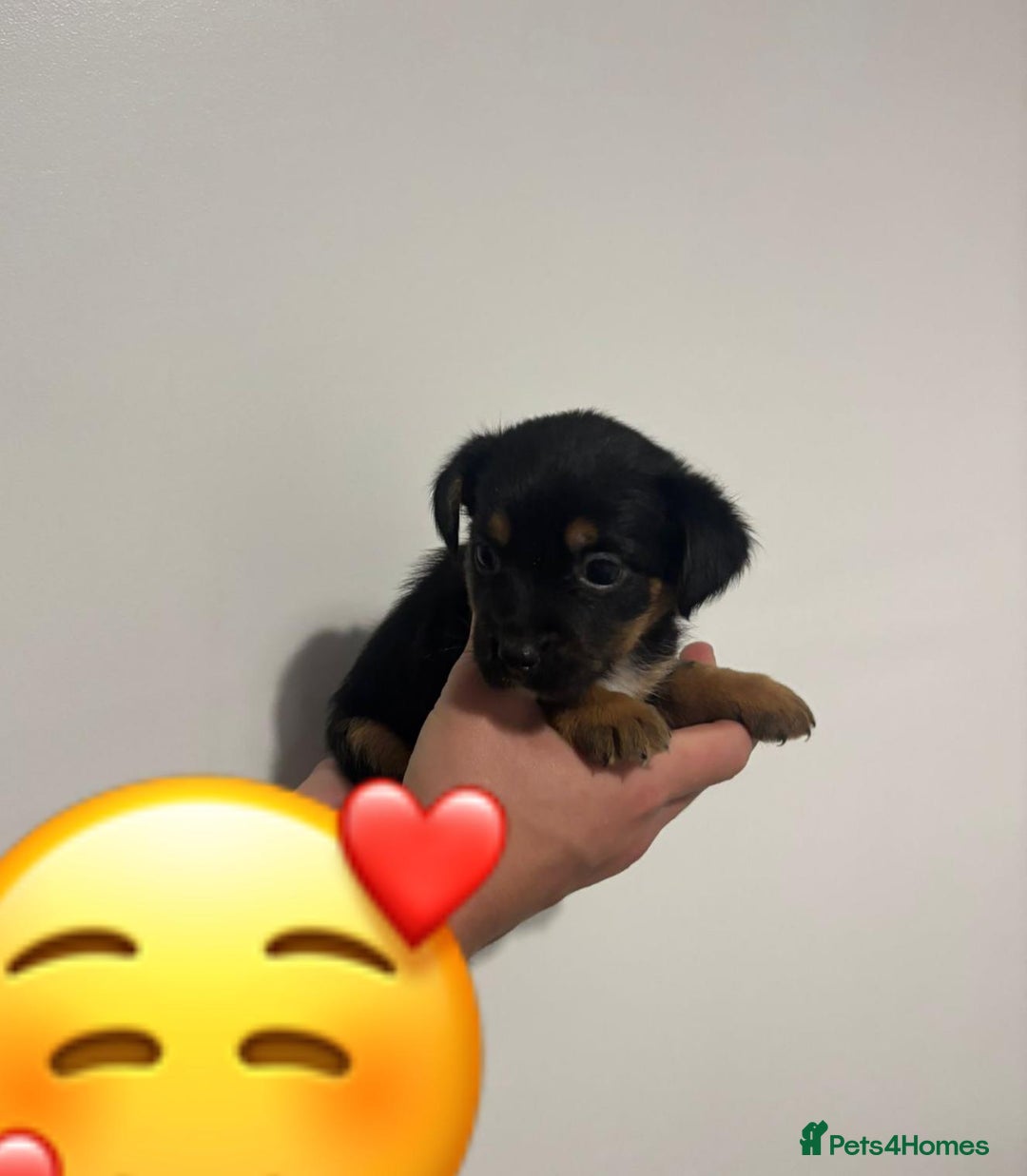Jack Russell dogs for sale: Jack Russell Puppies  - Image 8
