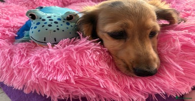 Miniature Dachshund dogs - Advert 7