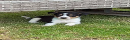 Border Collie dogs for sale: Border collie pups ready to leave now - Advert 14
