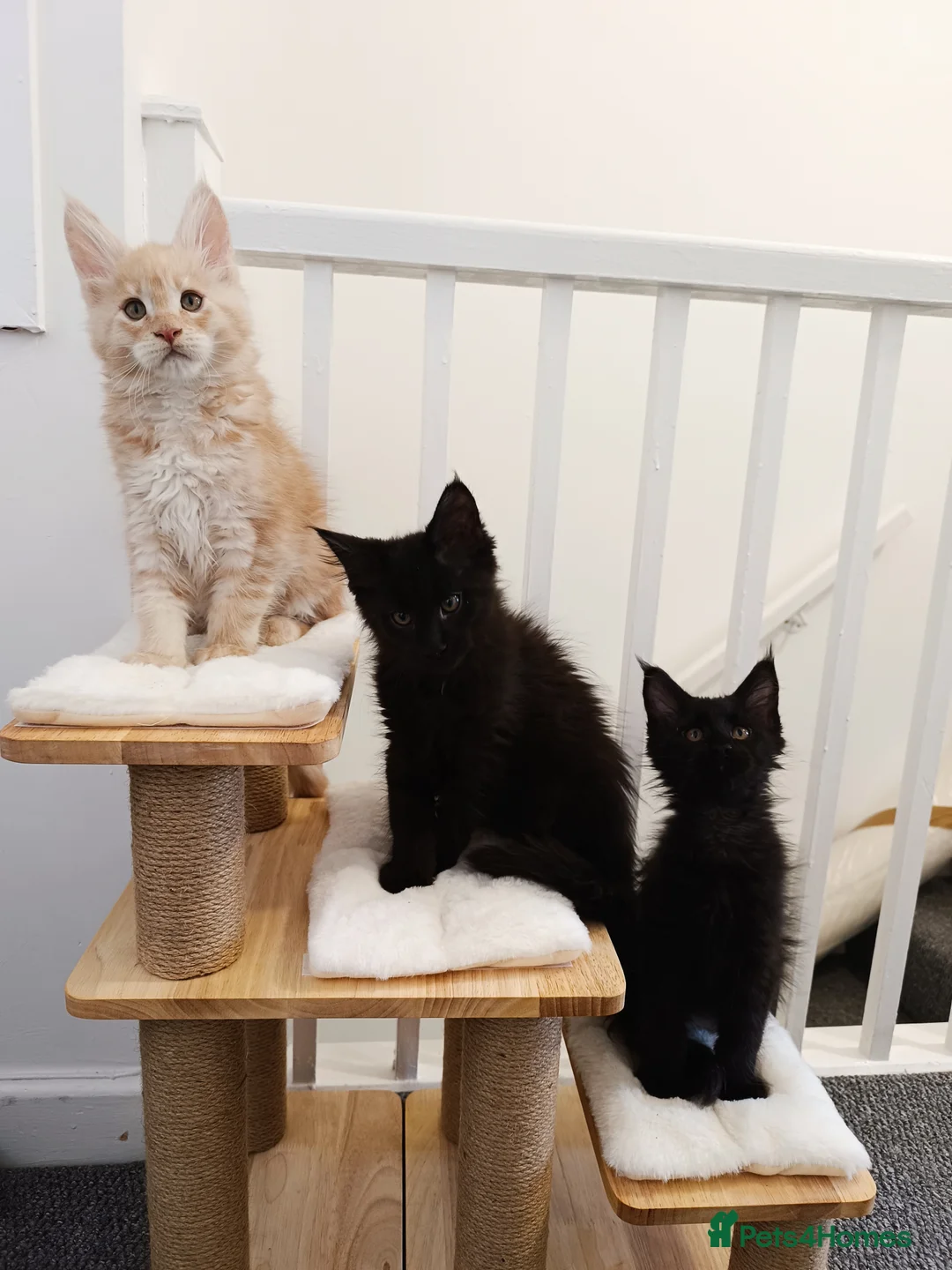 Maine Coon cats for sale: Maine Coon kittens boy and girl  - Advert 11