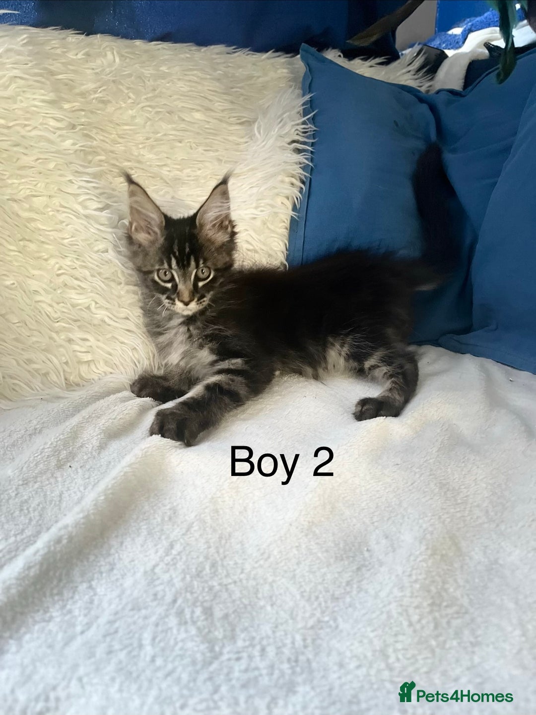Maine Coon cats for sale: XXL  Ready Now TICA pure bread Maine Coon Kittens  - Image 24