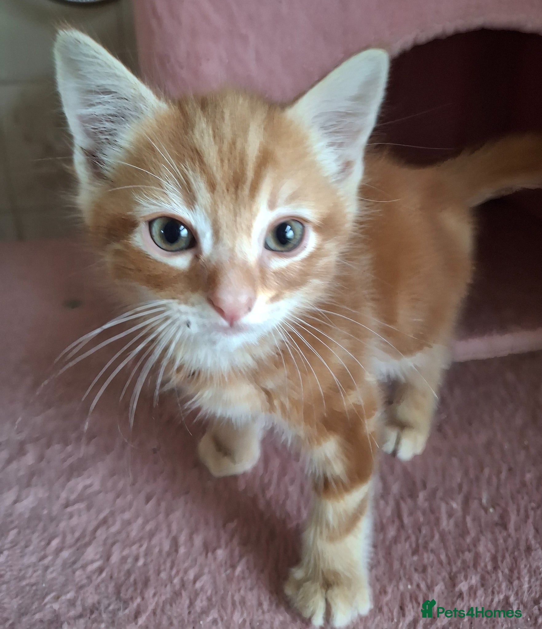 Mixed Breed cats for sale: 2 Beautiful Boys Available  - Advert 14