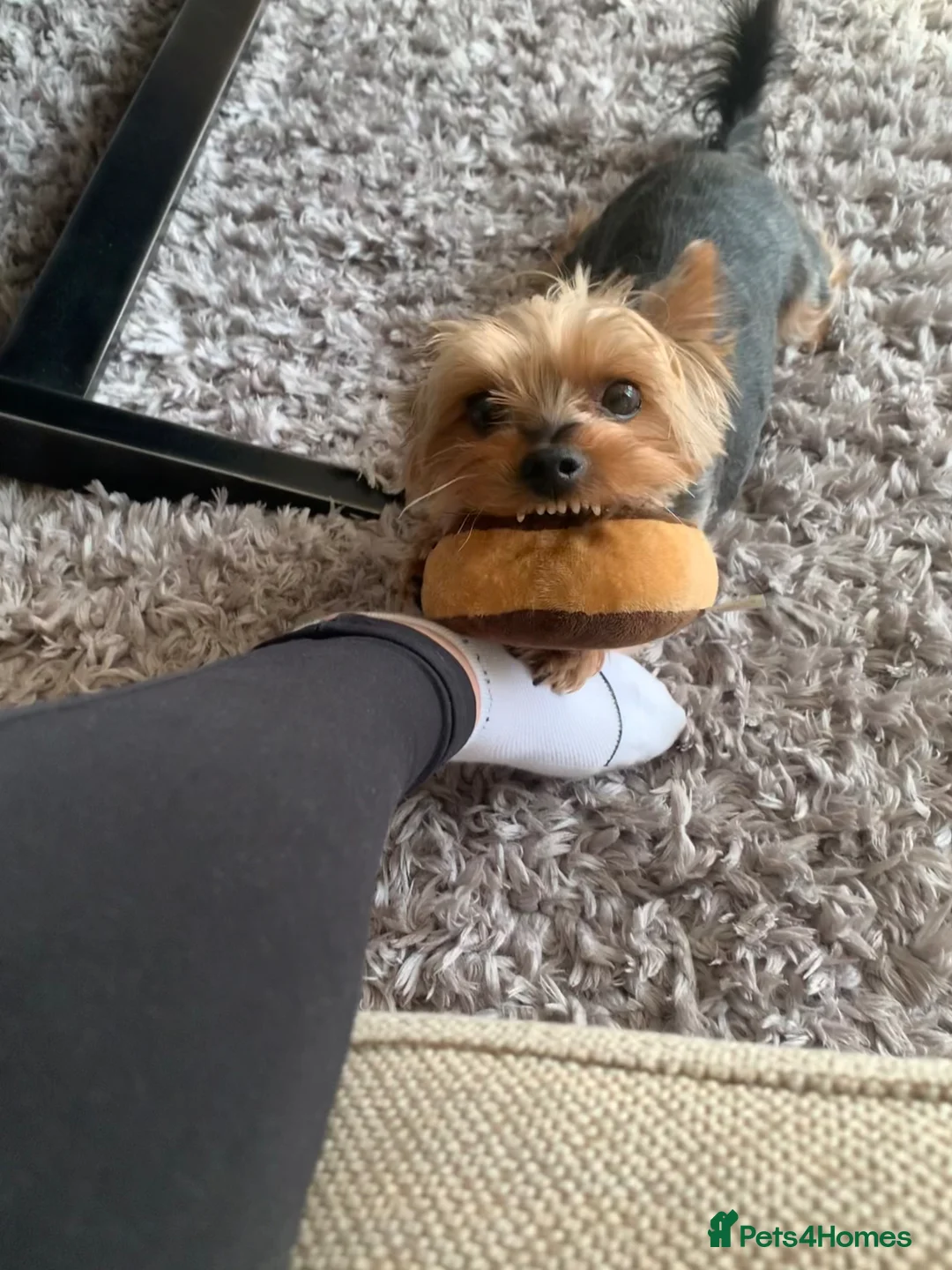 Yorkshire Terrier dogs for sale: Yorkshire Terrier for Rehoming Toby (12 years old) - Advert 11