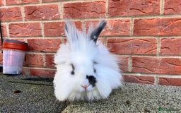 Angora rabbits for sale: Urgent 3 male rabbits for adoption  - Image 13