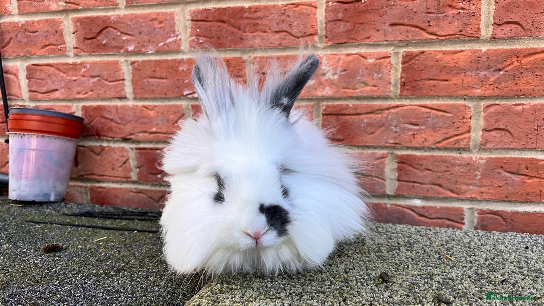 Angora rabbits for sale: Urgent 3 male rabbits for adoption  - Image 13