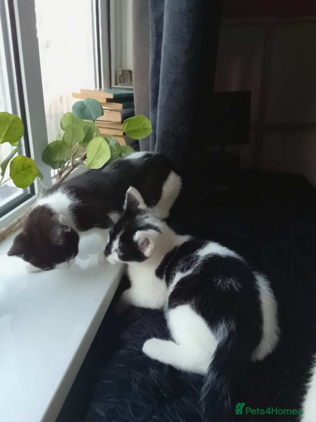 Domestic Shorthair cats for sale: Gorgeous boy kitten for sale in Ashford - Image 2