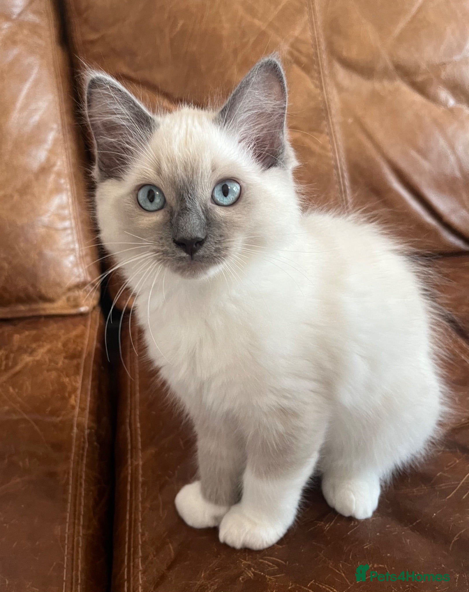 Ragdoll cats Ragdoll Kittens - Ready Now! - Advert 1