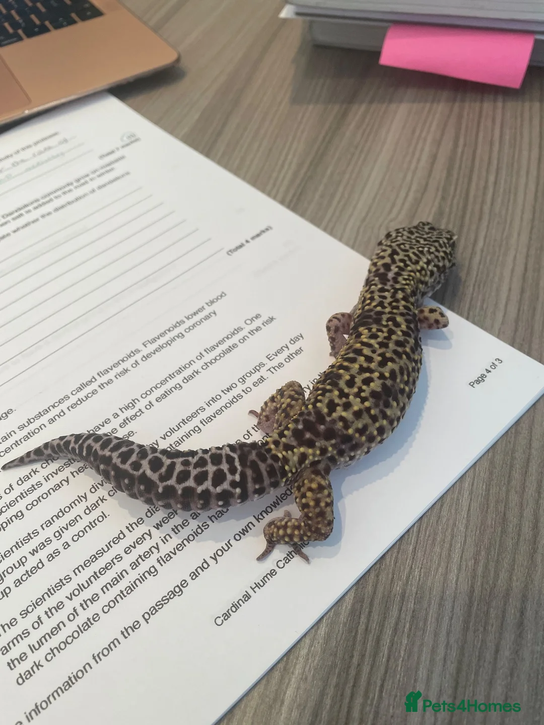 Leopard Gecko reptiles for sale: Mack Snow Leopard Gecko - Advert 2