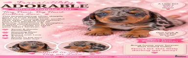 Miniature Dachshund 3