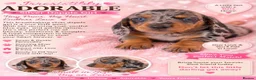 Miniature Dachshund dogs for sale: Miniature dachshund  in Basildon - Advert 2