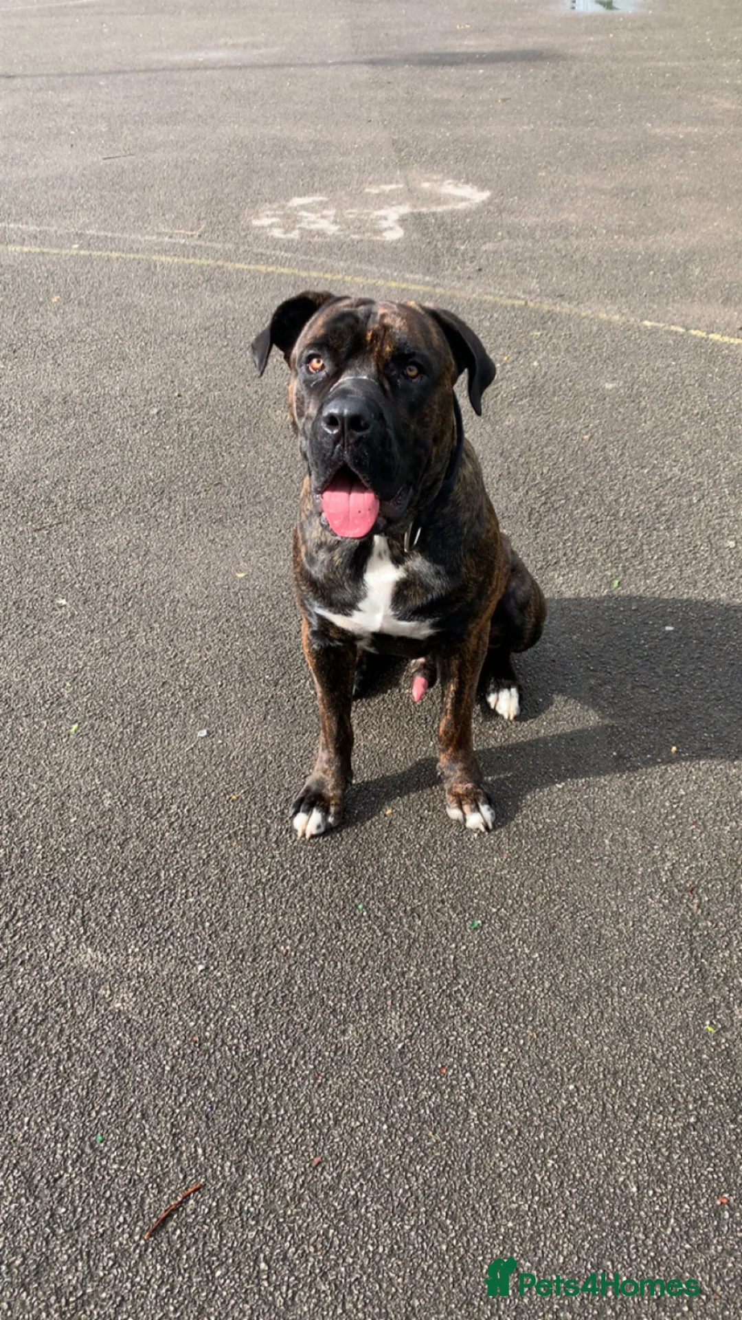 Cane Corso dogs for sale: Cane corso - Advert 2