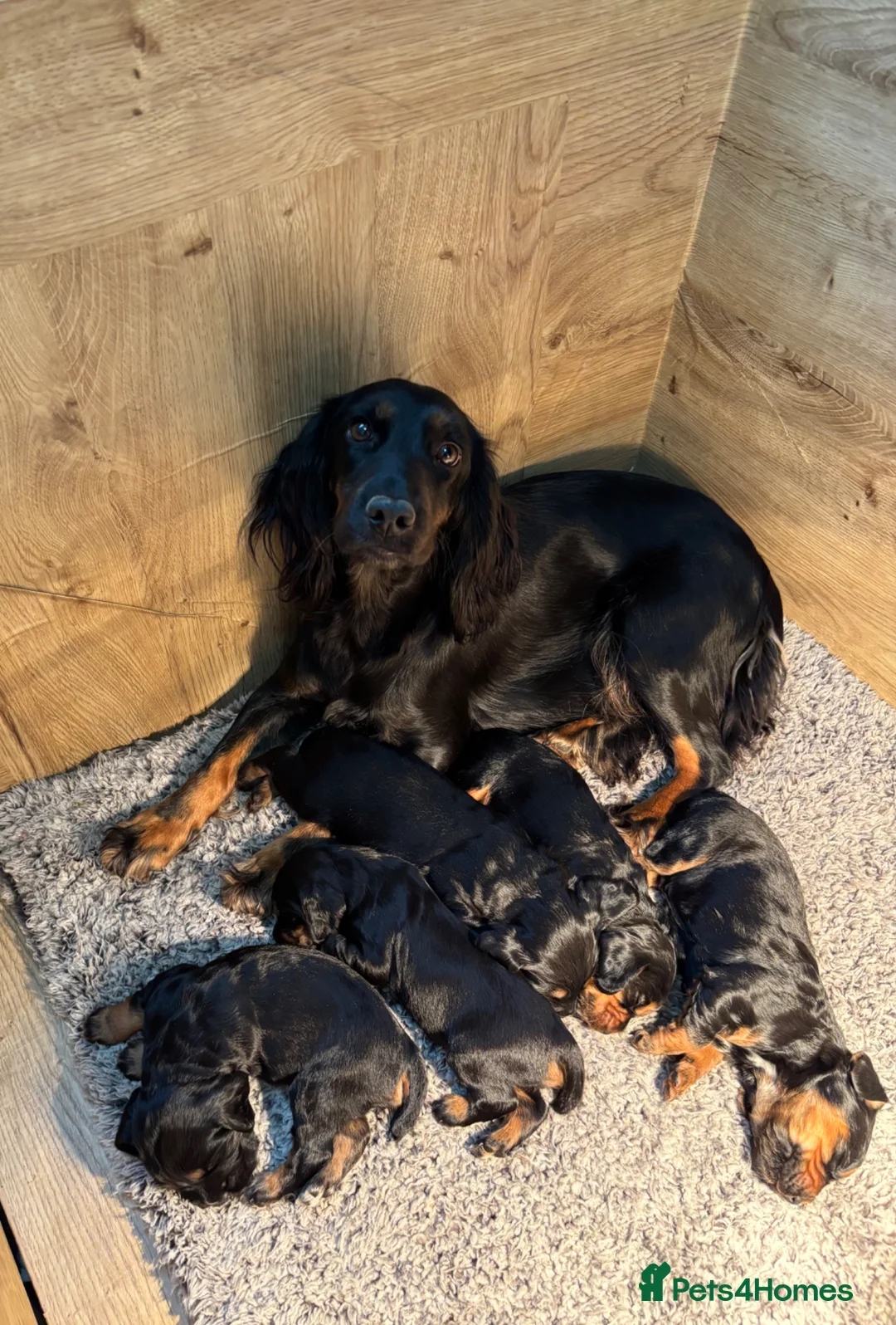 Cocker Spaniel dogs for sale: KC Registered Puppies for sale - Advert 1