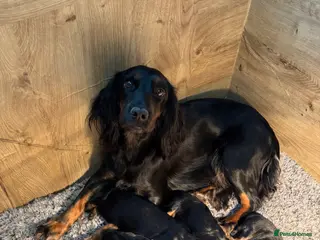 Cocker Spaniel dogs KC Registered Puppies for sale - Advert 12