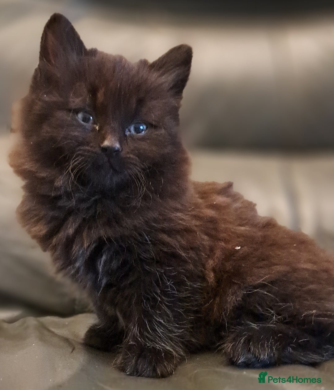 Mixed Breed cats for sale: Gorgeous Cross Kittens 🌟 - Advert 17