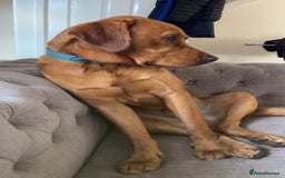 Labrador Retriever dogs for stud: Waffle doggy  - Image 4
