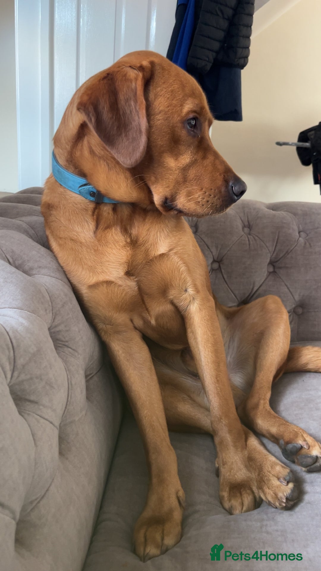 Labrador Retriever dogs for stud: Waffle doggy  - Image 4