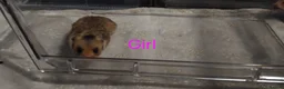 Hamster rodents for sale: Baby syrians - Advert 13