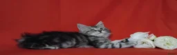 Maine Coon cats for sale: Pure Maine Coons Kittens For Sale - Advert 3