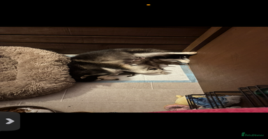 Pomsky dogs - Advert 15