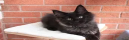 Maine Coon cats for sale: 🐾 WildPawzuk TICA Registered Maine Coon Kittens🐾 - Advert 9